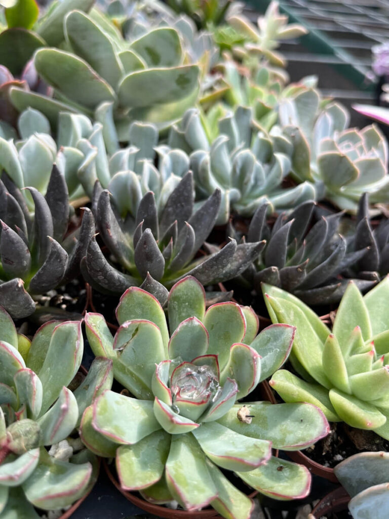 House Plants at Little York Plantation in Little York, NY